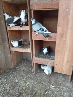 Galateni negri cu alb - imagine 2