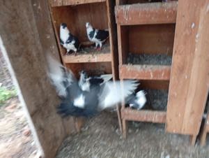 Galateni negri cu alb - imagine 3