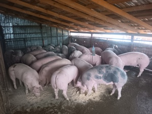 Porci pentru Craciun  - imagine 5 Porci pentru Craciun  - imagine 5