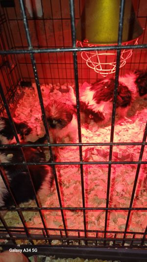 Shih-tzu , Shihtzu - imagine 4