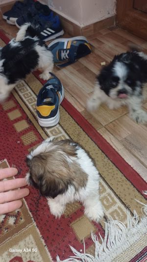 Shih-tzu , Shihtzu - imagine 3