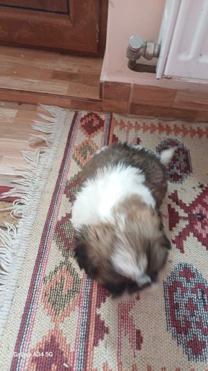 Shih-tzu , Shihtzu - imagine 2