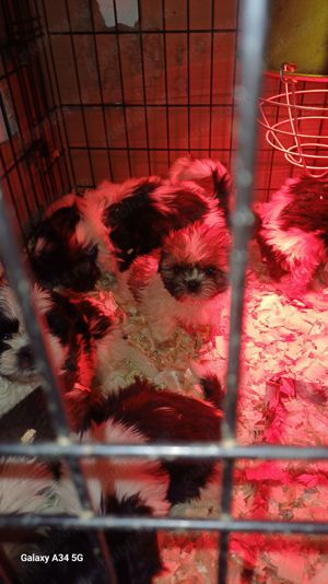 Shih-tzu , Shihtzu - imagine 5