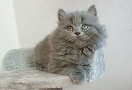 Cel mai frumos cadou de Sărbători! O jucărie cu viață! British blue longhair - imagine 2