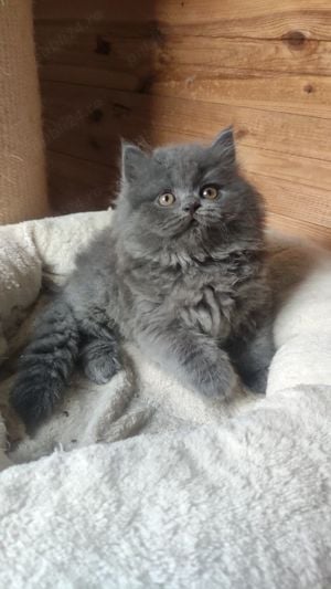 Cel mai frumos cadou pentru cei dragi! Un pluș cu viață! British shorthair  - imagine 4