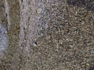 Srot de floarea soarelui proteină 35,7%