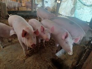 Vând porci grasi - imagine 3 Vând porci grasi - imagine 3