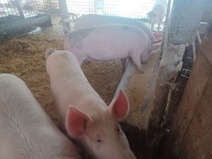 Vând porci grasi - imagine 2 Vând porci grasi - imagine 2