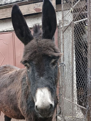 Magarita de vanzare!