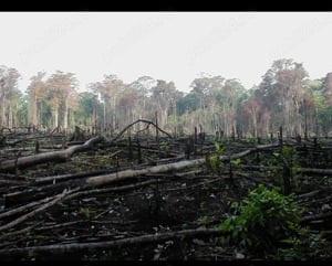 defrisari taiat pomi curatat arbori arbusti