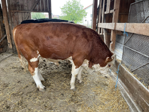 Carne vițel, vitei și mânzat - imagine 2