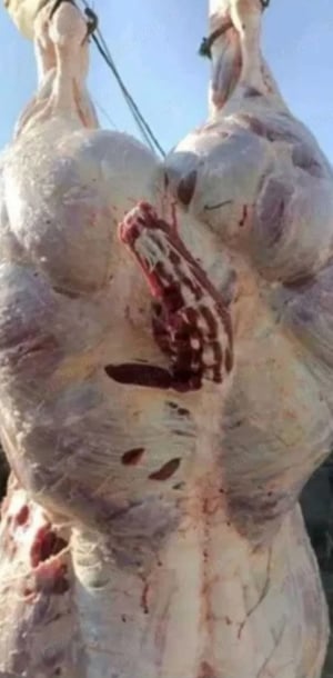 Carne vițel, vitei și mânzat