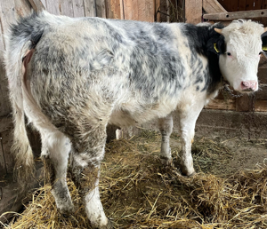 Carne vițel, vitei și mânzat - imagine 3