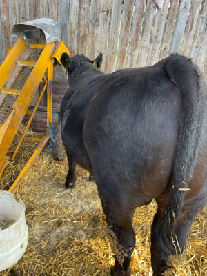 Carne vițel, vitei și mânzat - imagine 5