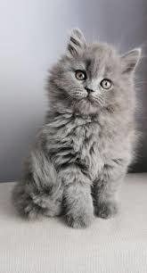 Siberiană de pădure! Pluș cu viață!