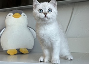 Ragdoll puiuți disponibili imediat  - imagine 2