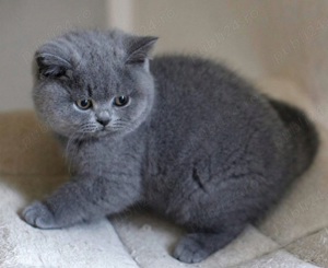 Cel mai frumos cadou pentru cei dragi! Un pluș cu viață! British shorthair  - imagine 3