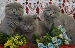 Cel mai frumos cadou pentru cei dragi! Un pluș cu viață! British shorthair  - imagine 5