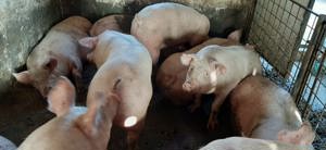 porci crescuți în gospodărie 