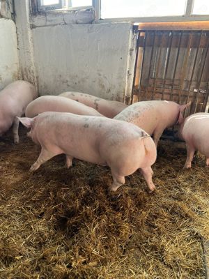 Vand porci de tara Arges 