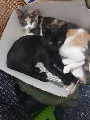 Dorim domiciliu nou!