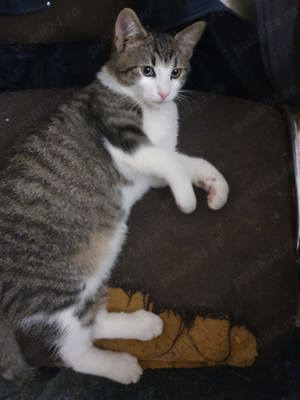 Dorim domiciliu nou! - imagine 3