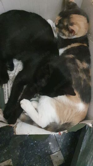 Dorim domiciliu nou! - imagine 4