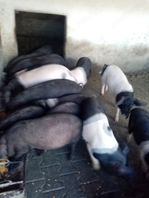 Purcei de vânzare - imagine 5