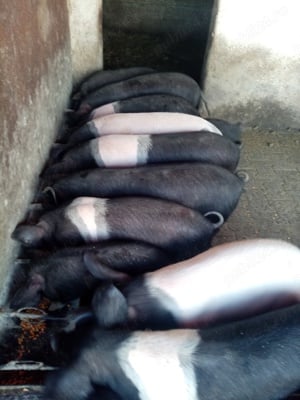 Purcei de vânzare - imagine 2