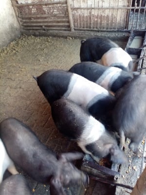 Purcei de vânzare - imagine 3