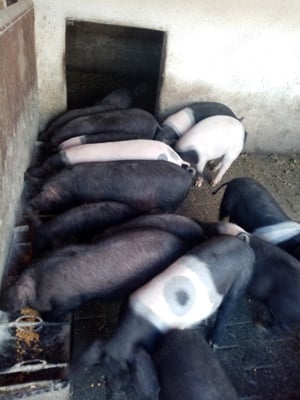 Purcei de vânzare - imagine 4