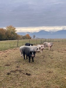 Vând porci crescuți în semi libertate 