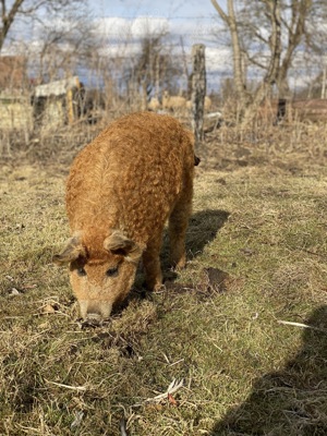 Vând porci mangalita crescuți în semi libertate  - imagine 3