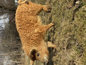 Vând porci mangalita crescuți în semi libertate  - imagine 4