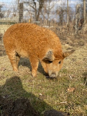 Vând porci mangalita crescuți în semi libertate 