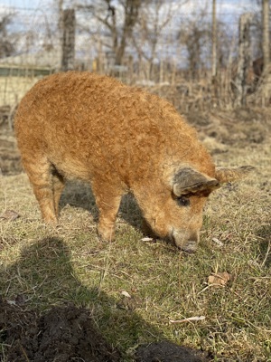Vând porci mangalita crescuți în semi libertate  - imagine 2