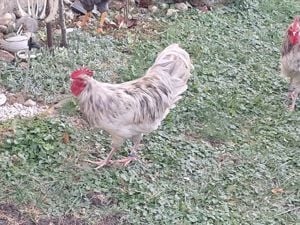 Vand cocosi tineri din rasele australorp si plimuth rock barat 