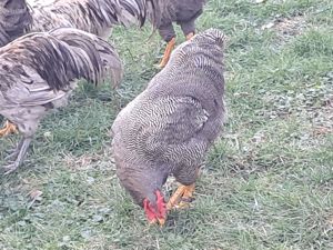 Vand cocosi tineri din rasele australorp si plimuth rock barat  - imagine 3 Vand cocosi tineri din rasele australorp si plimuth rock barat  - imagine 3