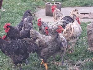 Vand cocosi tineri din rasele australorp si plimuth rock barat  - imagine 5 Vand cocosi tineri din rasele australorp si plimuth rock barat  - imagine 5