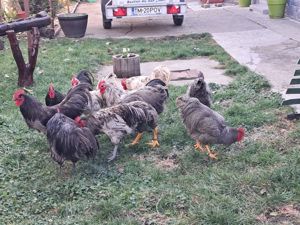 Vand cocosi tineri din rasele australorp si plimuth rock barat  - imagine 4 Vand cocosi tineri din rasele australorp si plimuth rock barat  - imagine 4