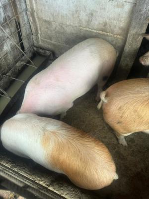 Porci de vânzare - imagine 2