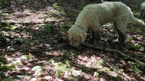 Lagotto Romagnolo Trufe - imagine 2