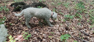 Lagotto Romagnolo Trufe - imagine 4