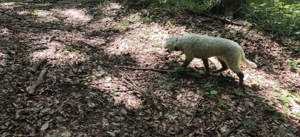 Lagotto Romagnolo Trufe - imagine 3