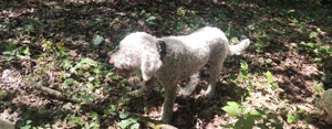 Lagotto Romagnolo Trufe - imagine 5