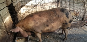 Vand 2 porci de 200 kg crescuți bio  - imagine 5