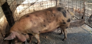 Vand 2 porci de 200 kg crescuți bio  - imagine 4