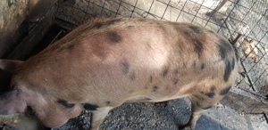 Vand 2 porci de 200 kg crescuți bio 