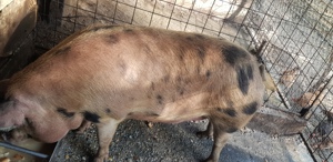 Vand 2 porci de 200 kg crescuți bio  - imagine 3