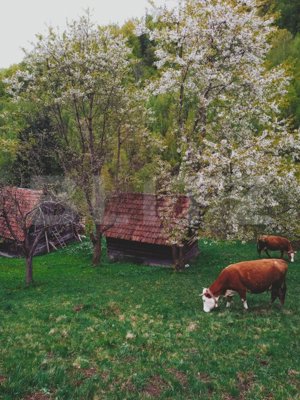 Teren intravilan agricol in Bran - Brasov - imagine 3